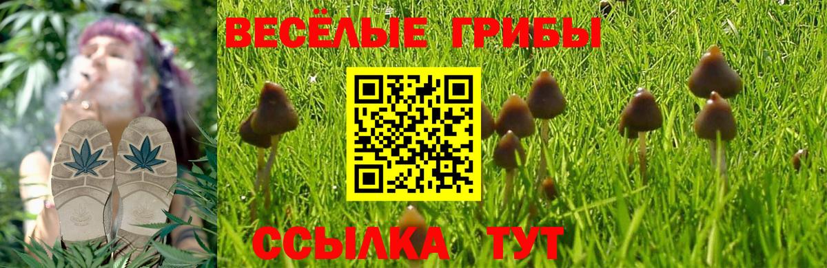 Псилоцибиновые грибы Psilocybine cubensis  Вход с VPN  Краснокаменск  Псилоцибиновые грибы GOLDEN TEACHER 